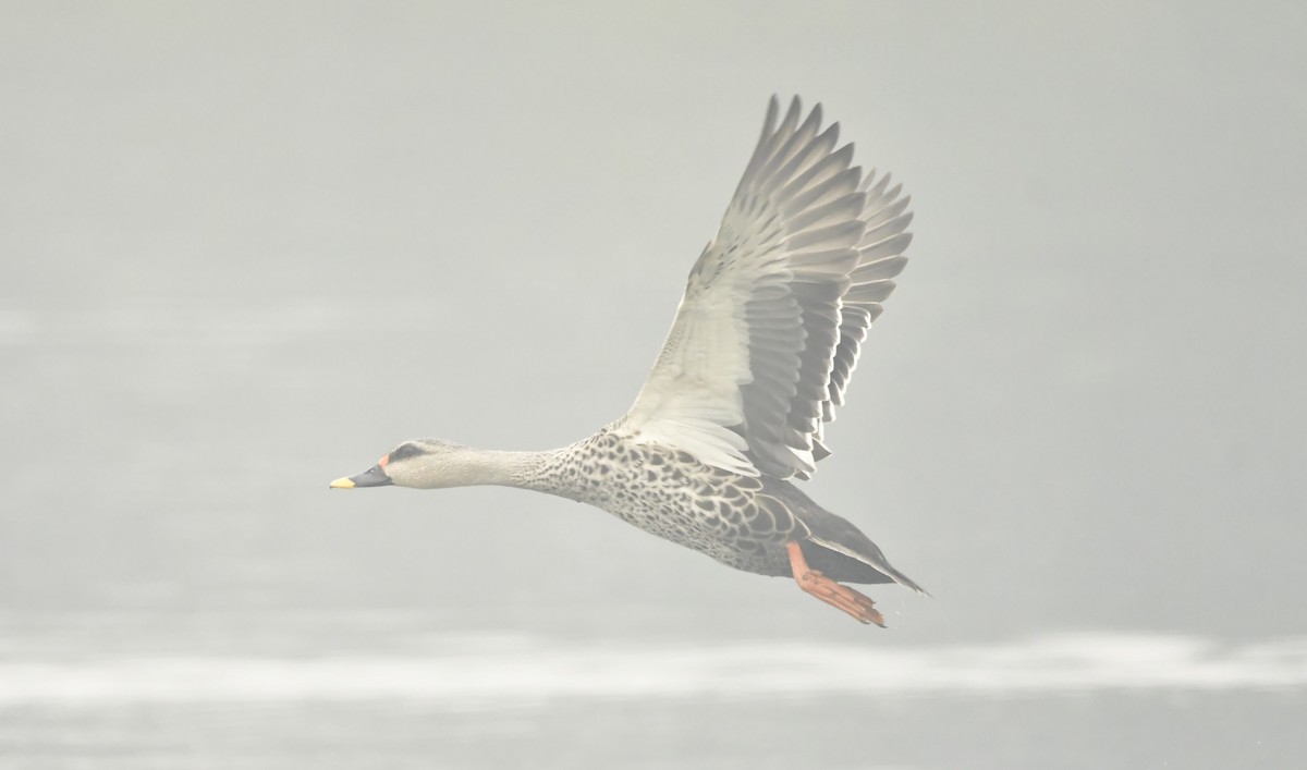 Indian Spot-billed Duck - ML638665203