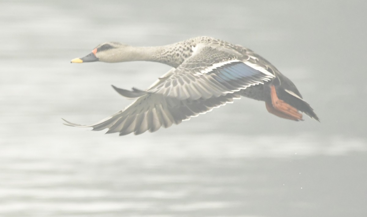 Indian Spot-billed Duck - ML638665204