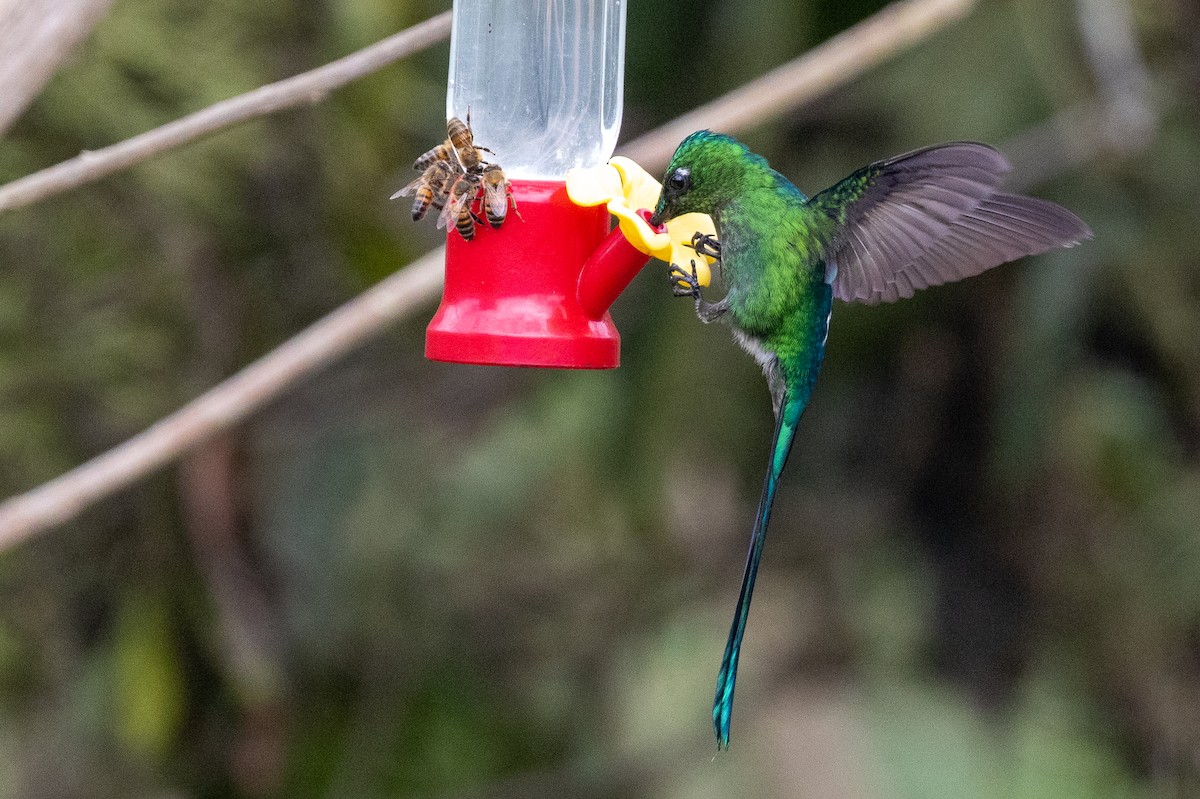 Long-tailed Sylph - ML638665209