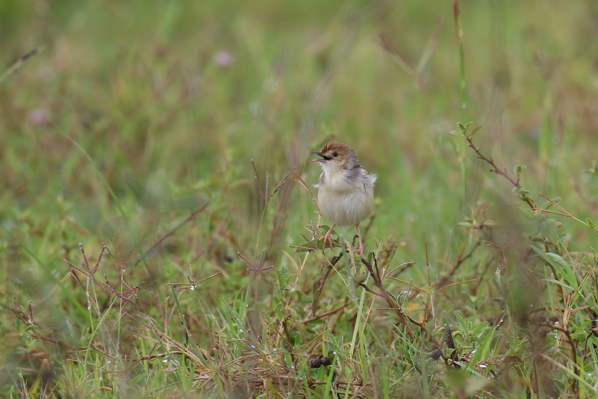 Winding Cisticola - ML638665211