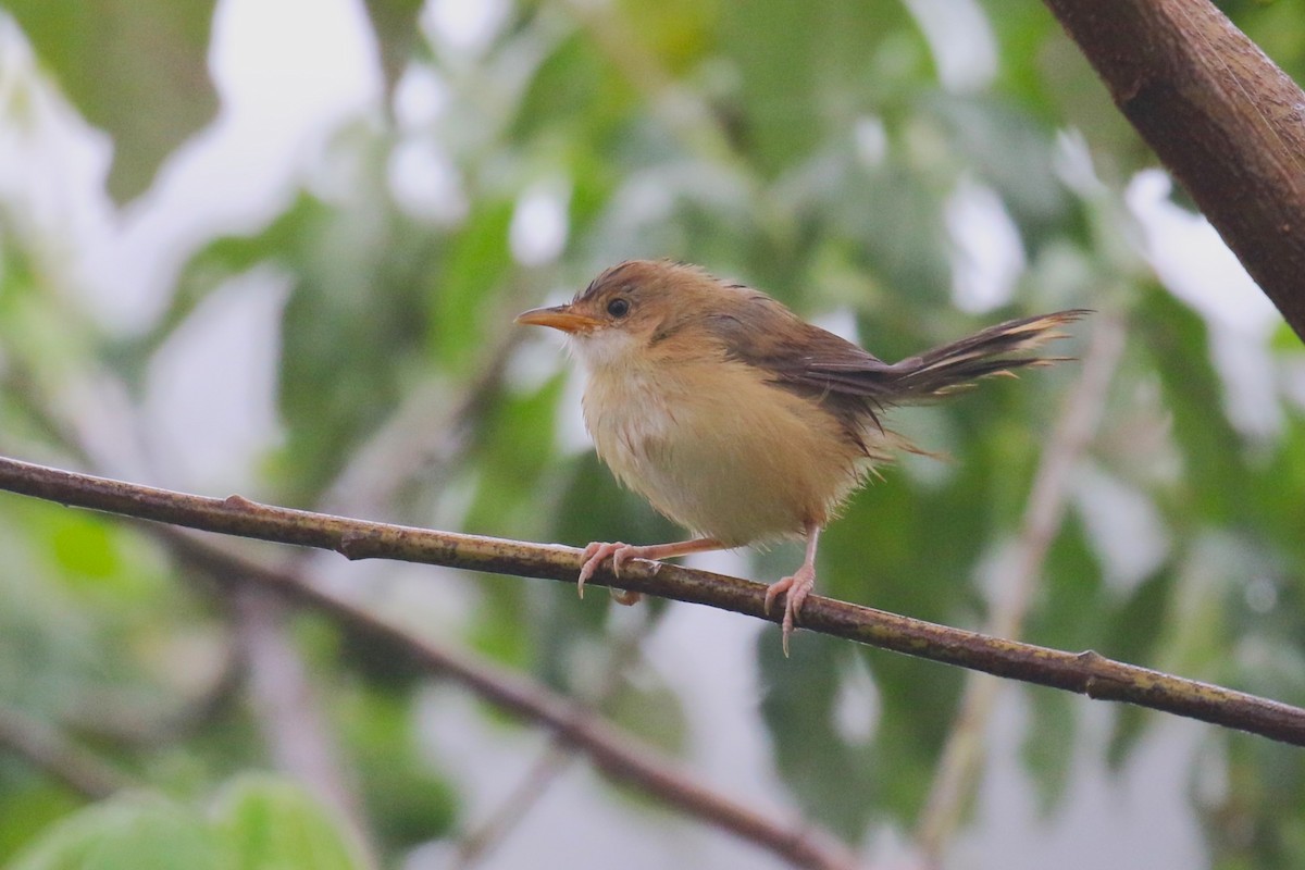 Winding Cisticola - ML638665212