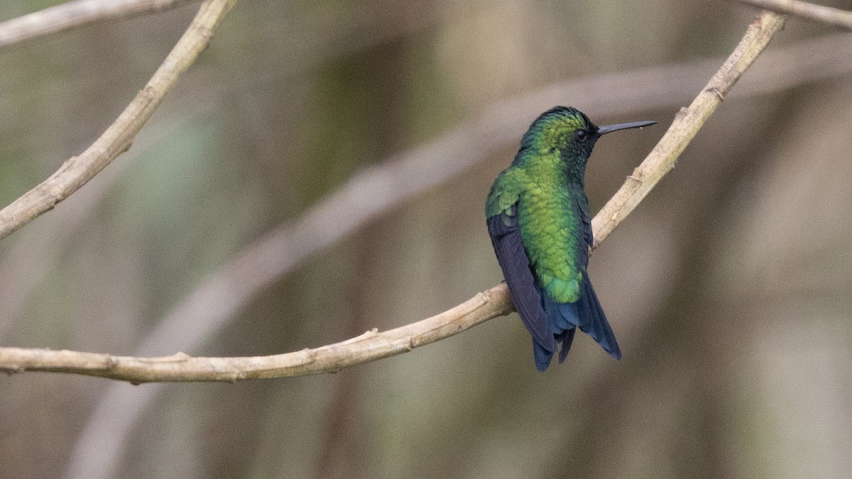 Western Emerald - ML638665215