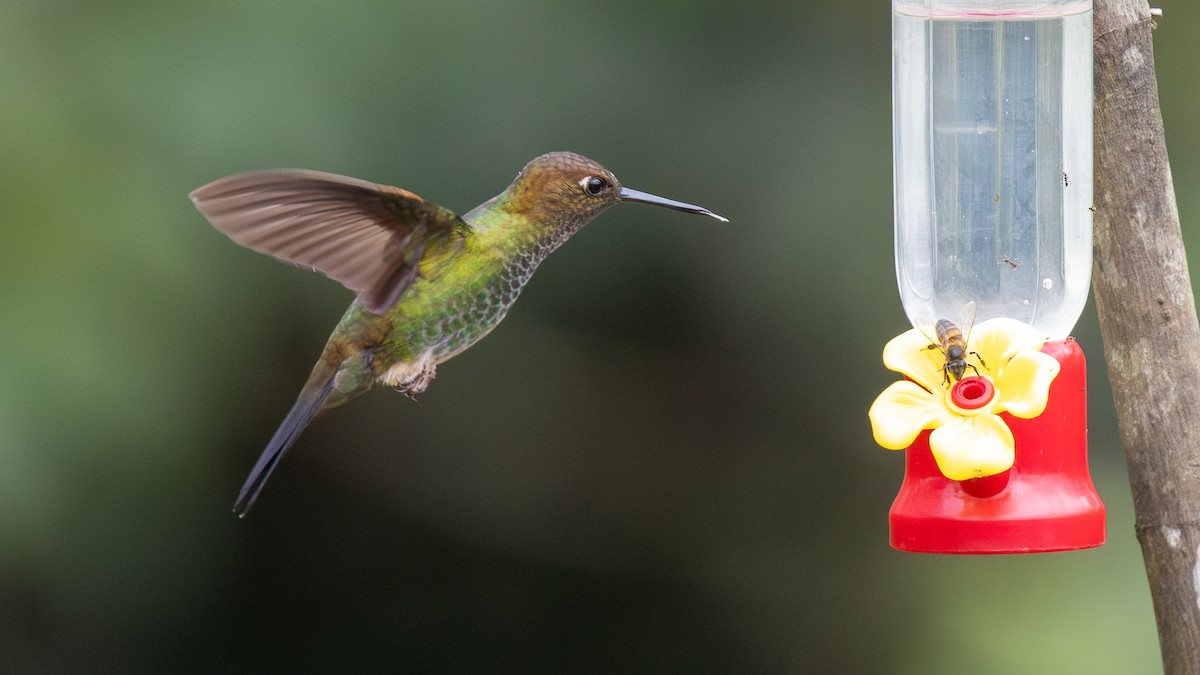 Greenish Puffleg - ML638665217
