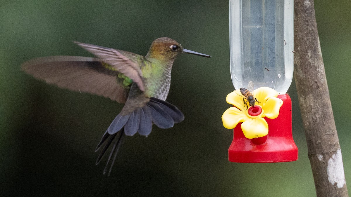 Greenish Puffleg - ML638665218