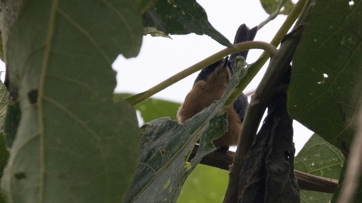 Rusty Flowerpiercer - ML638665224