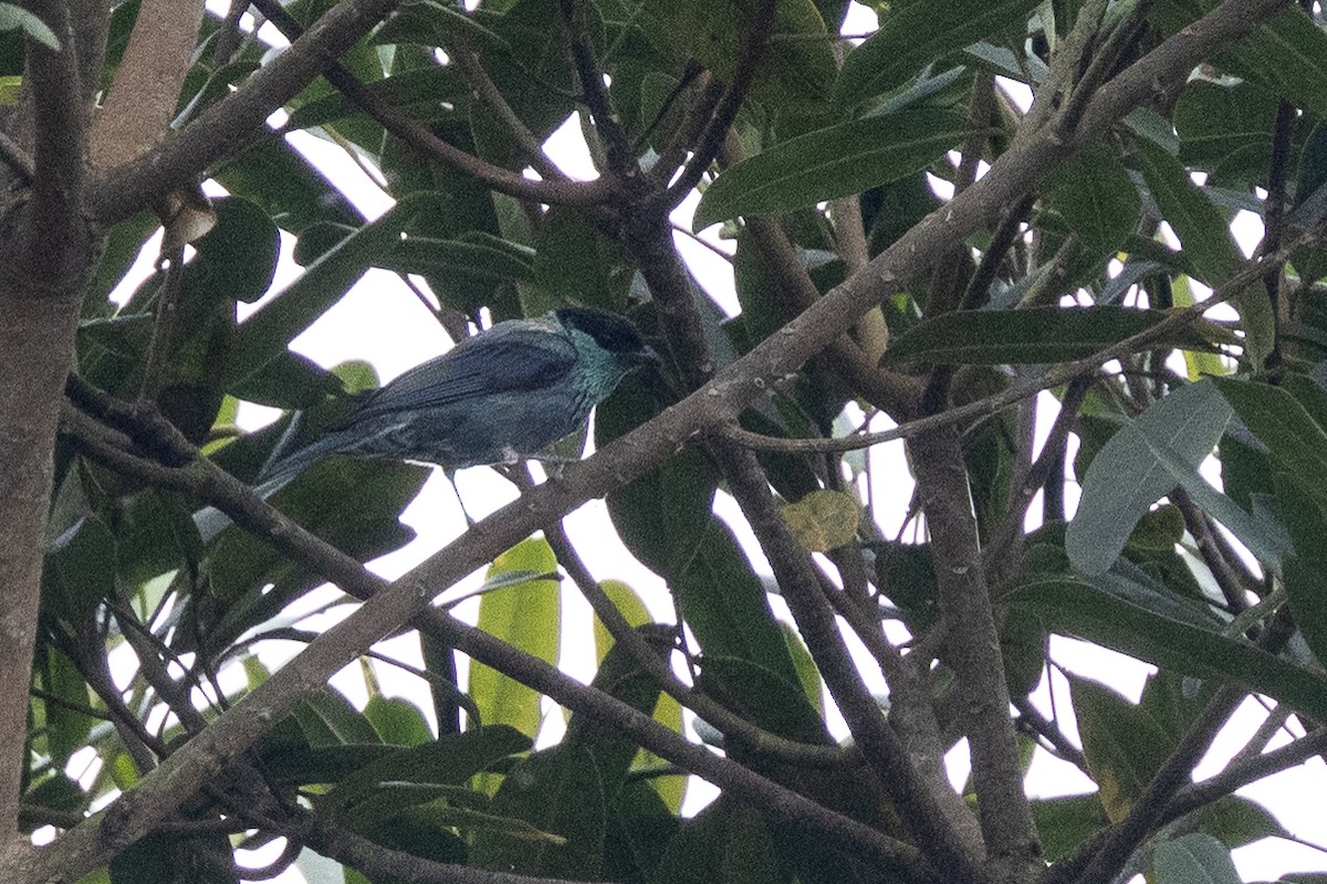 Black-capped Tanager - ML638665228