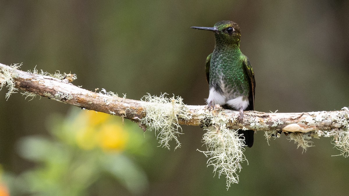 Greenish Puffleg - ML638665230