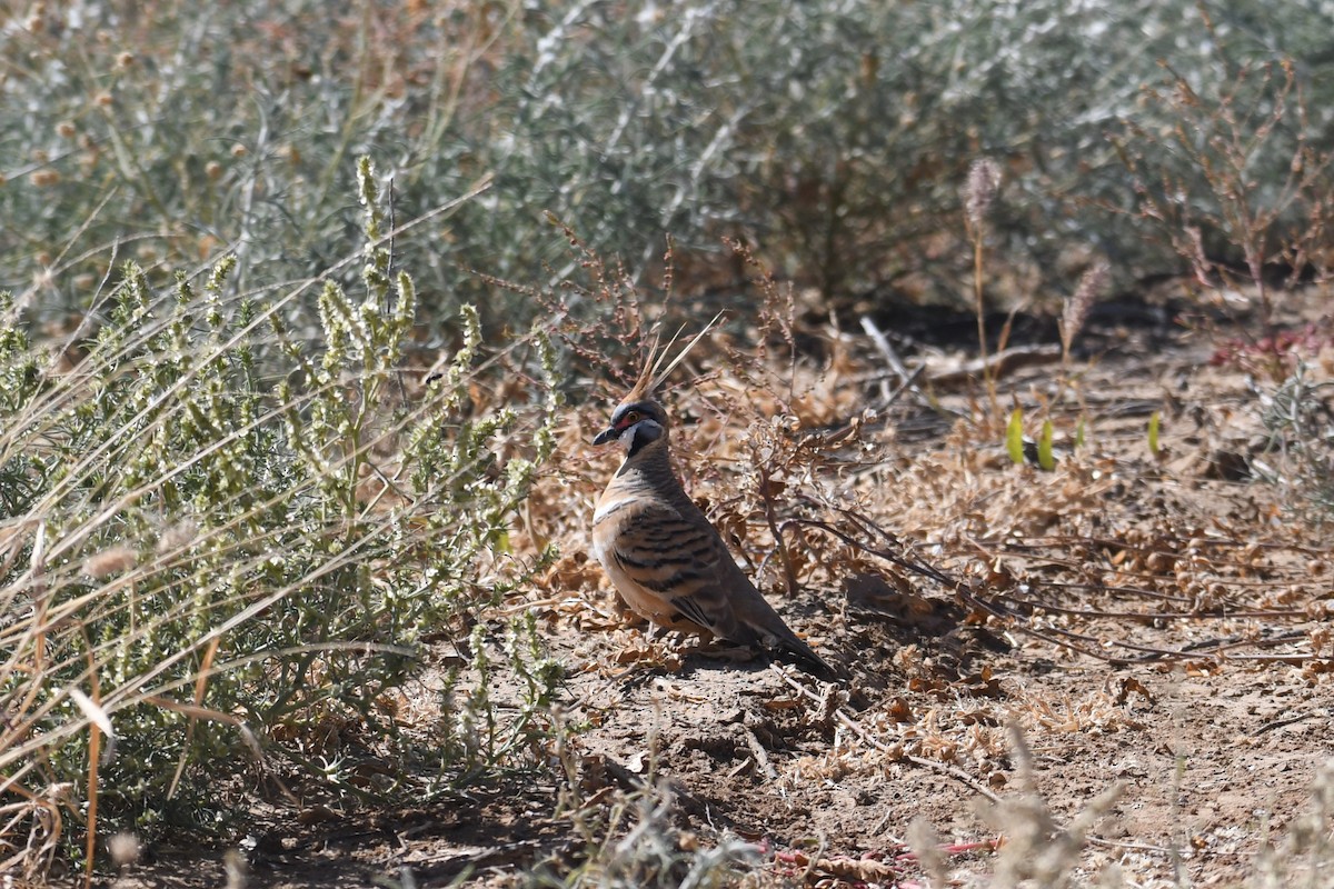 ショウキバト - ML638665231