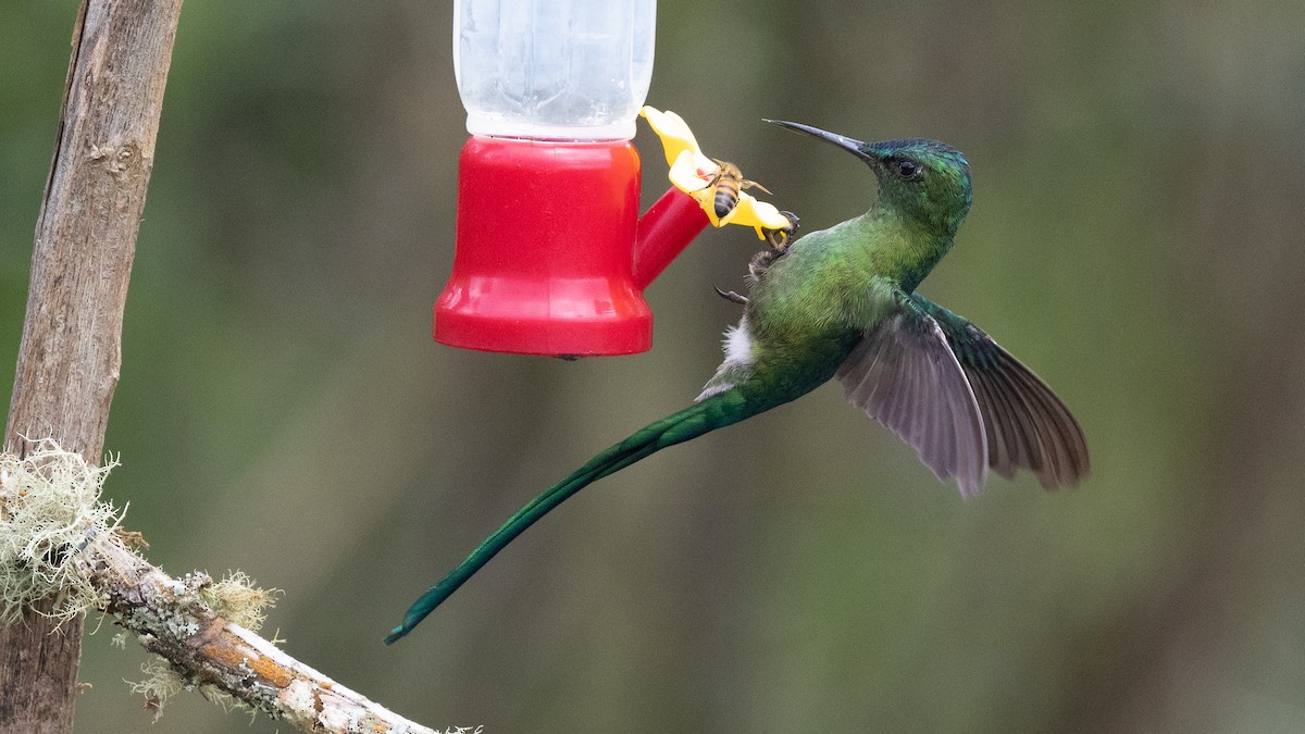 Long-tailed Sylph - ML638665234