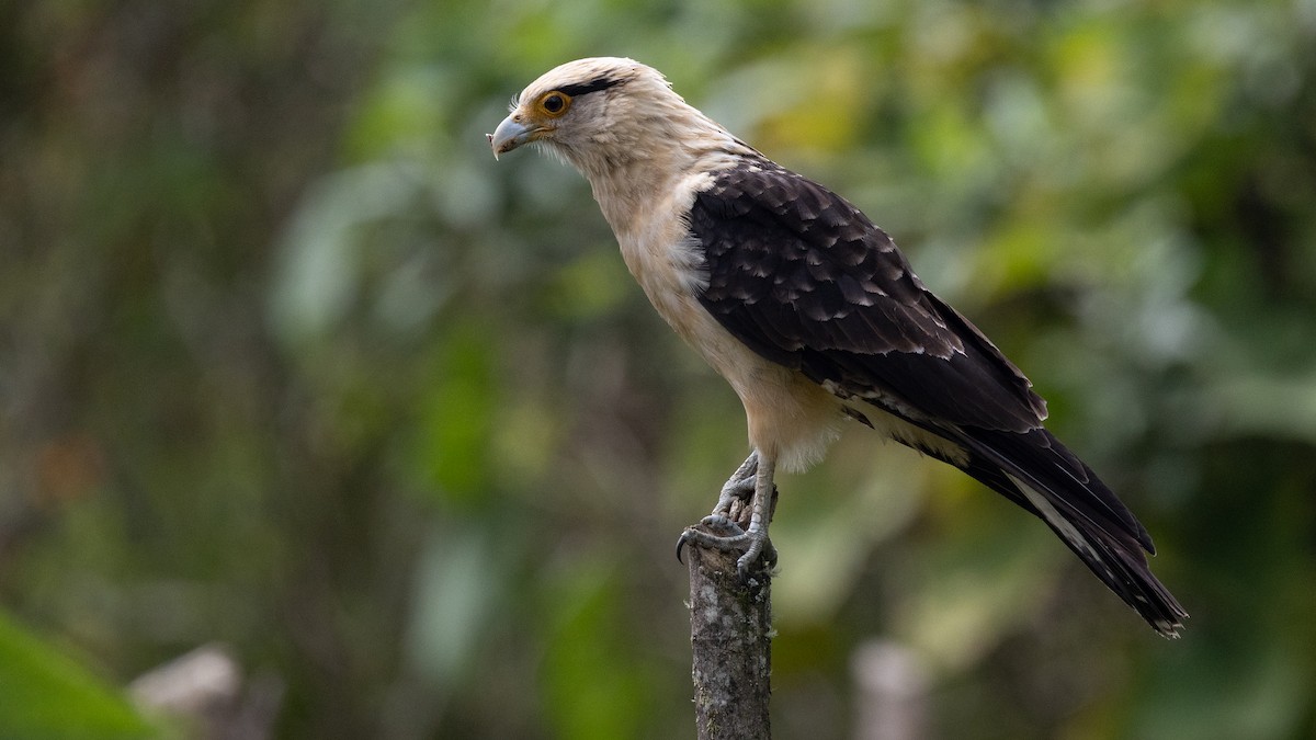 Yellow-headed Caracara - ML638665236