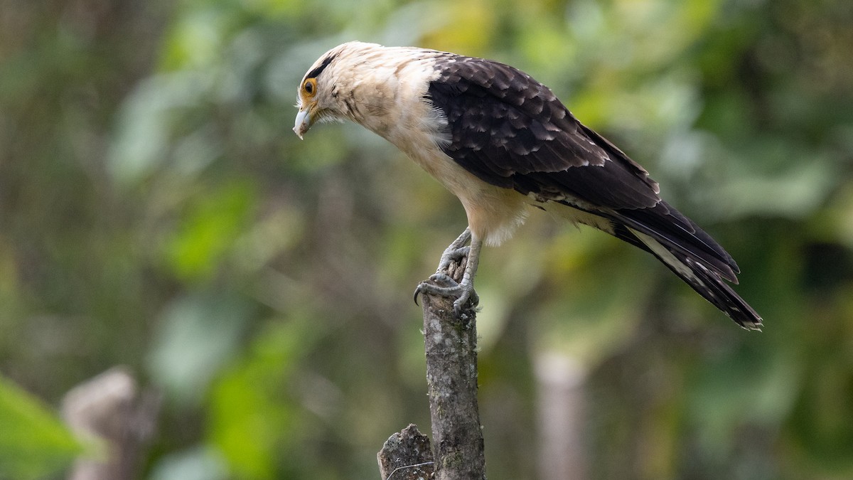 Yellow-headed Caracara - ML638665237