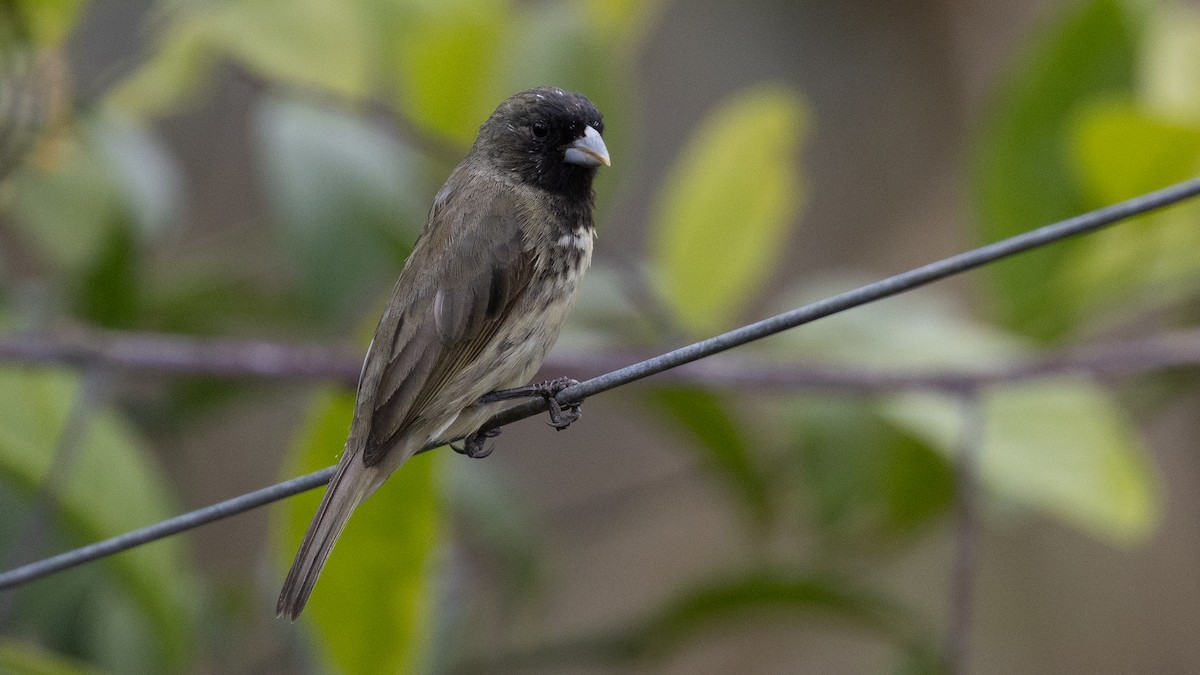 Yellow-bellied Seedeater - ML638665238
