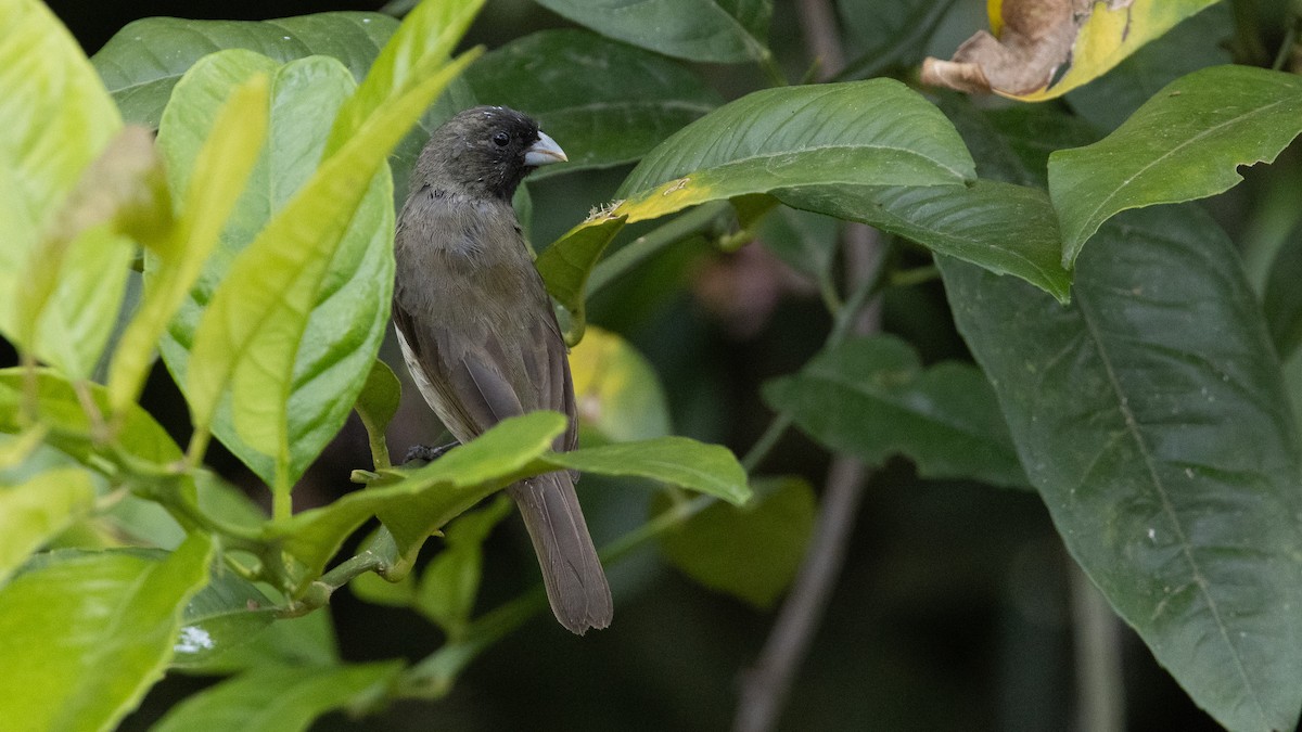 Yellow-bellied Seedeater - ML638665239