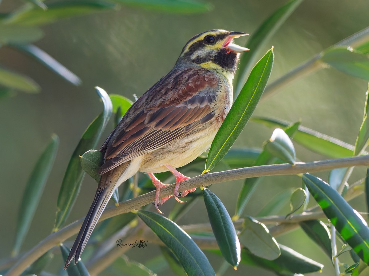 Cirl Bunting - ML638665247
