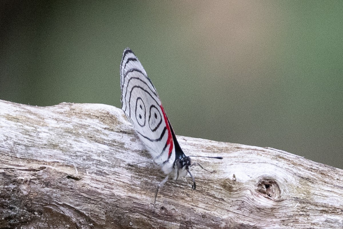 Insects - ML638665248