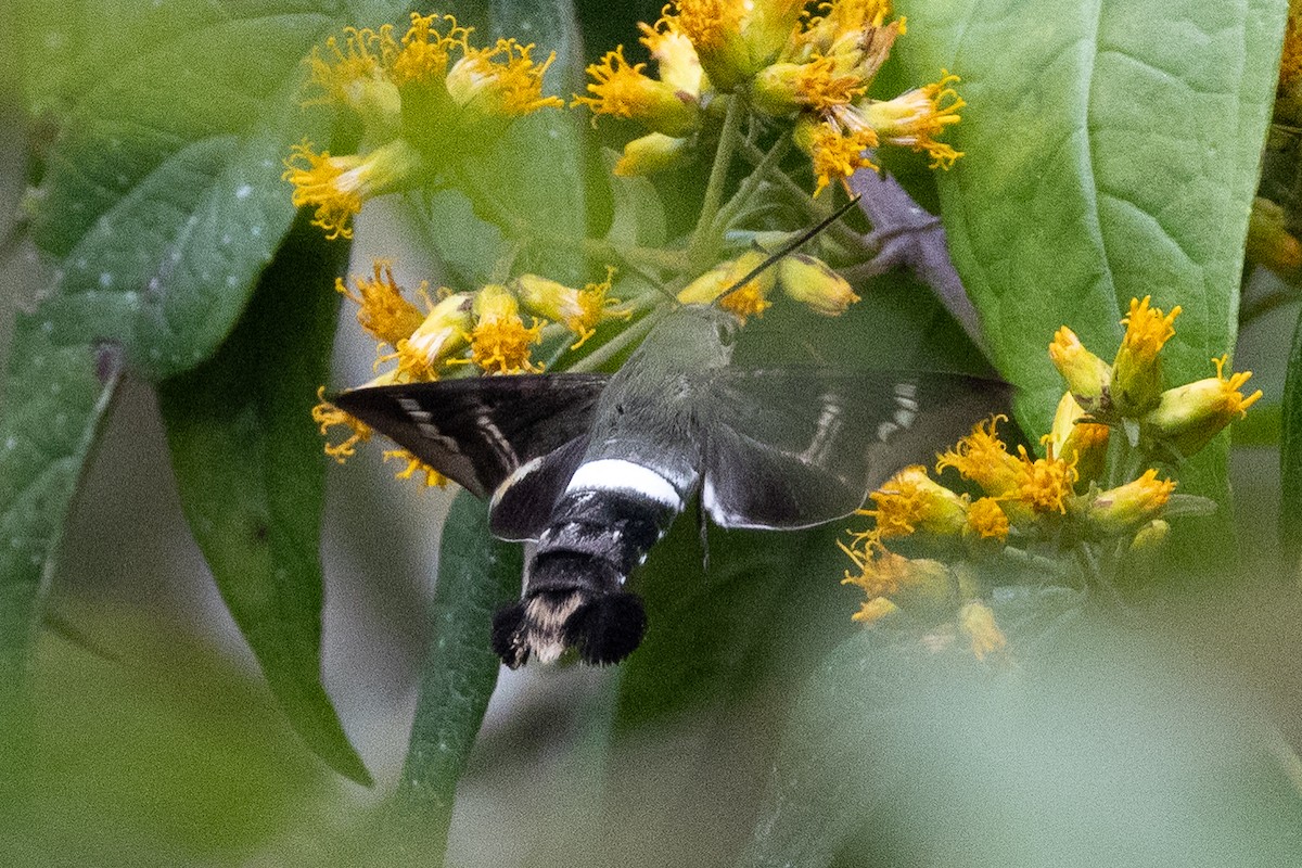 Insects - ML638665249