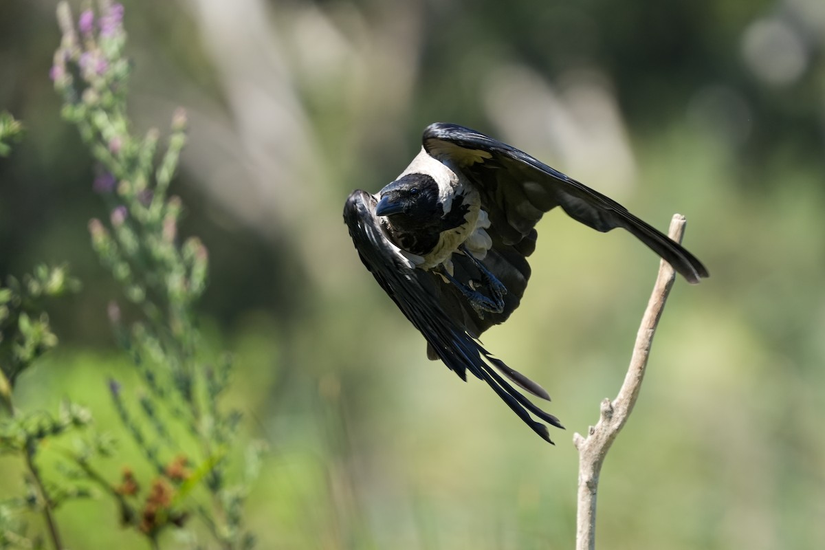 Hooded Crow - ML638665259