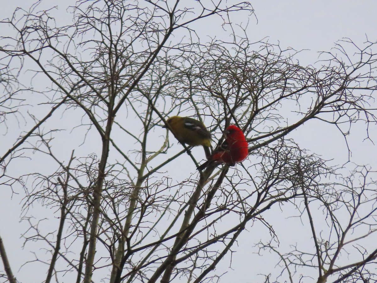 White-winged Tanager - ML638665261