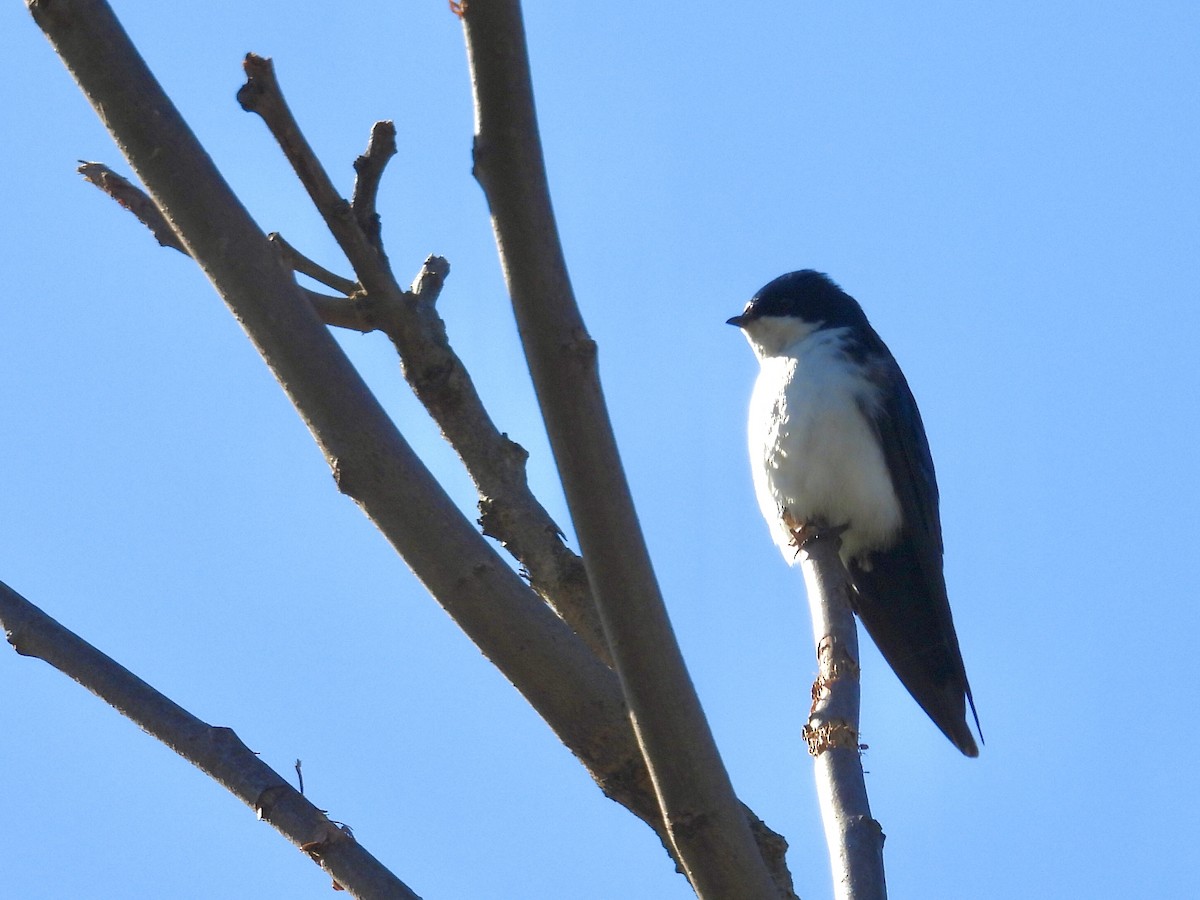 Blue-and-white Swallow - ML638665285