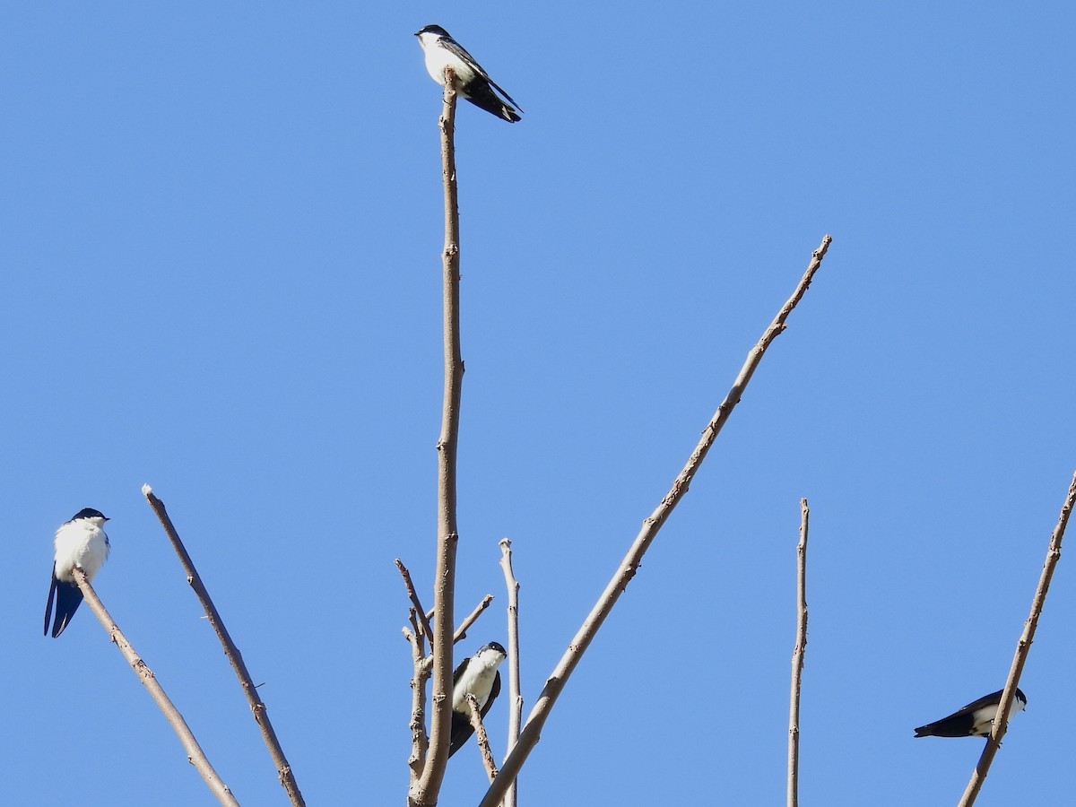 Blue-and-white Swallow - ML638665286