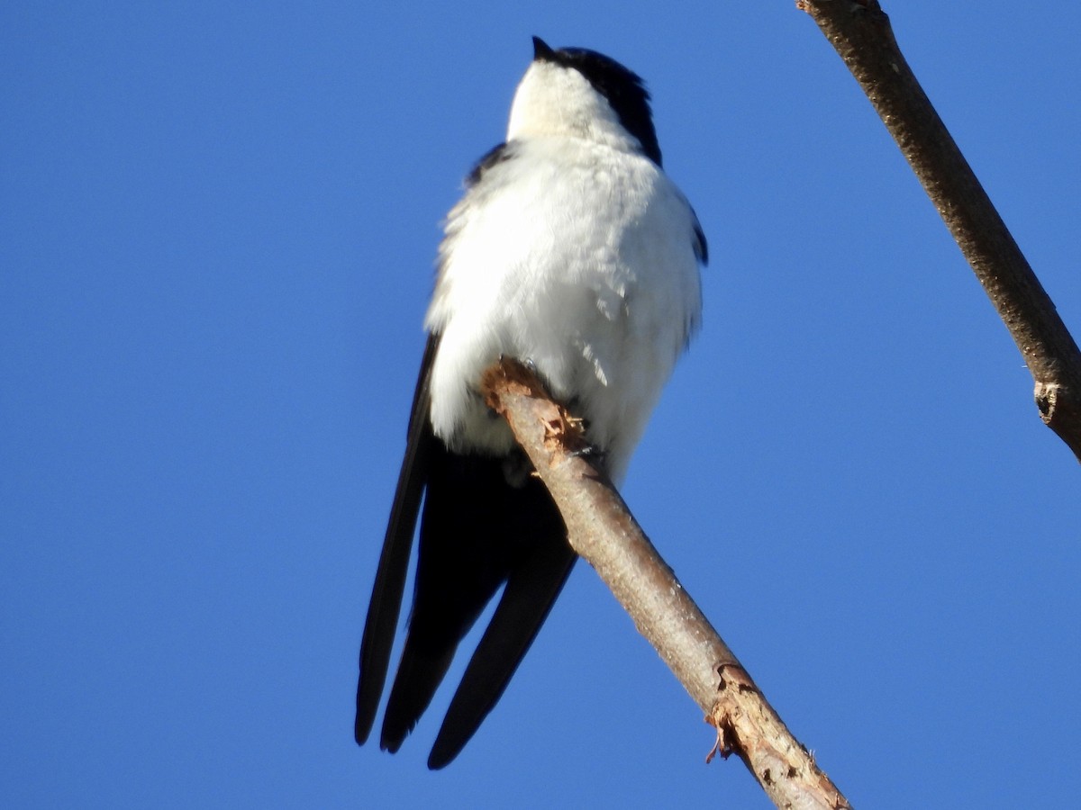 Blue-and-white Swallow - ML638665288