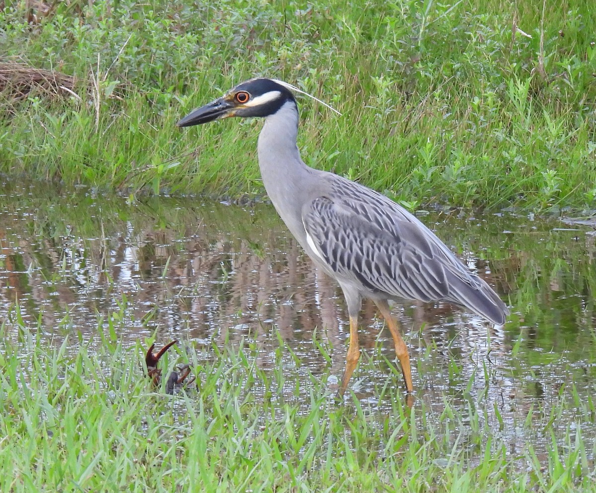 Yellow-crowned Night Heron - ML638665290