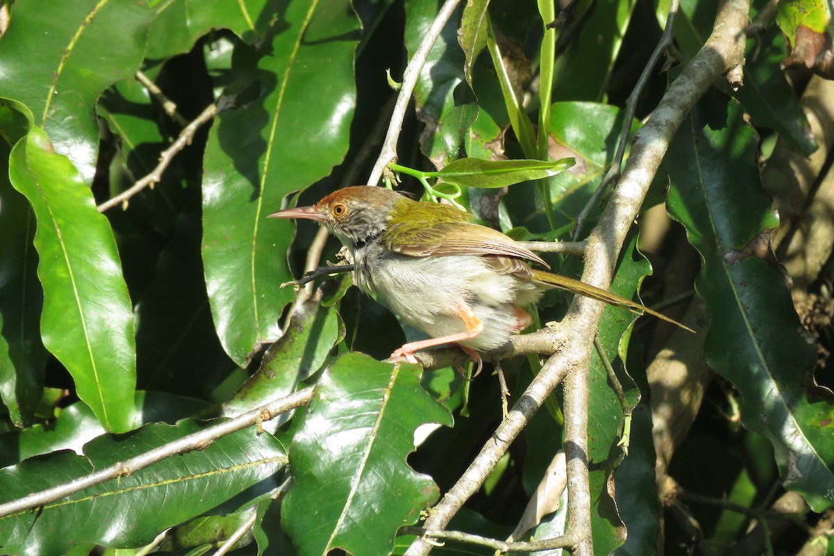 Common Tailorbird - ML638665291