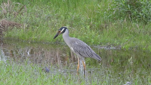 Yellow-crowned Night Heron - ML638665297