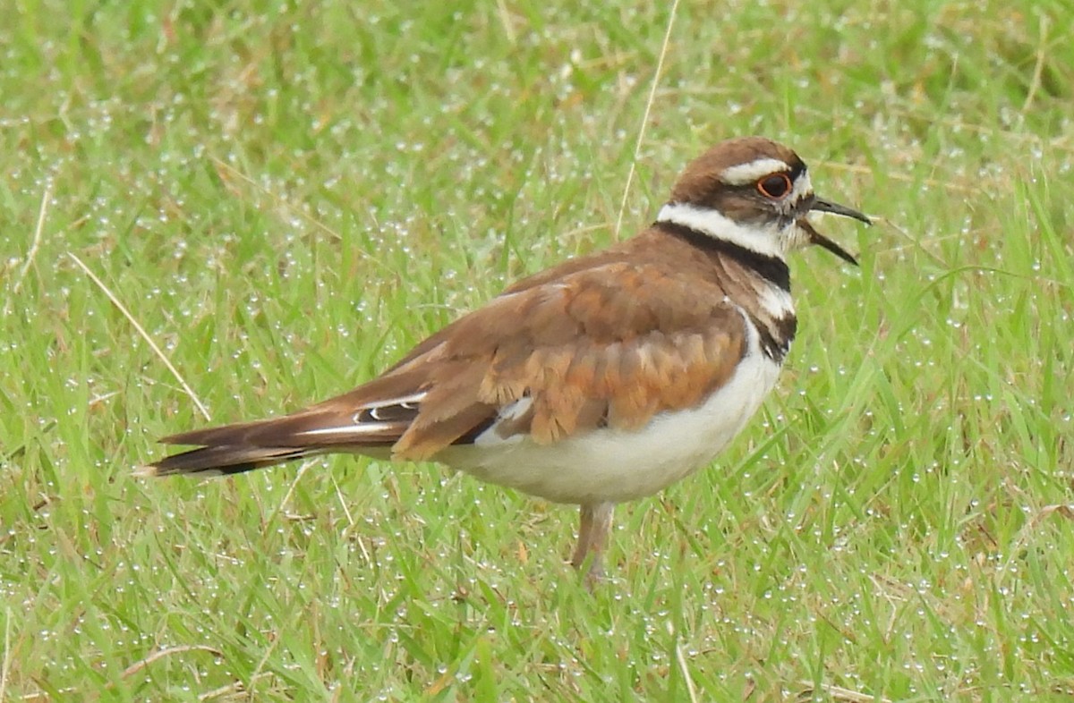 Killdeer - ML638665299