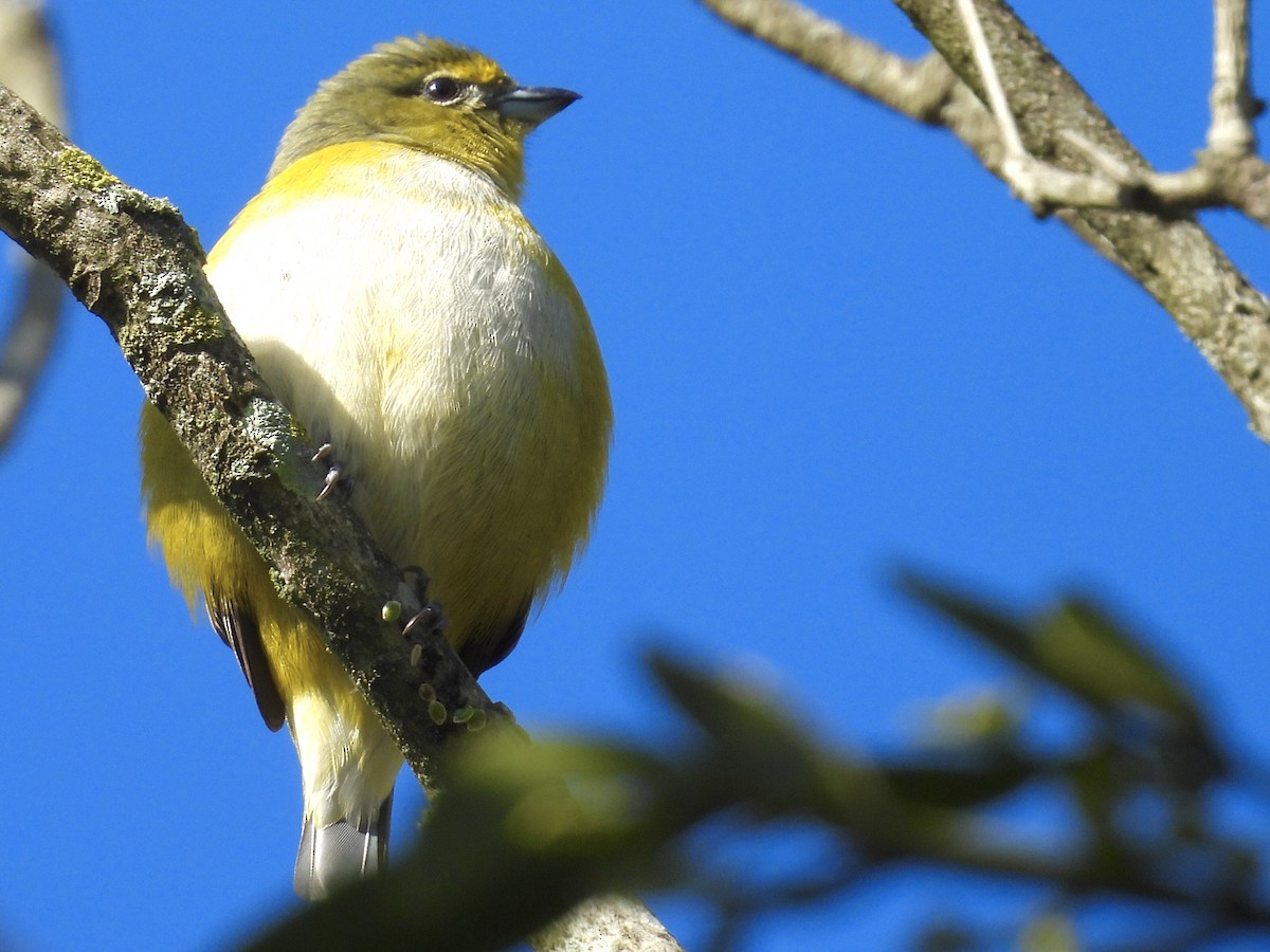 Purple-throated Euphonia - ML638665300