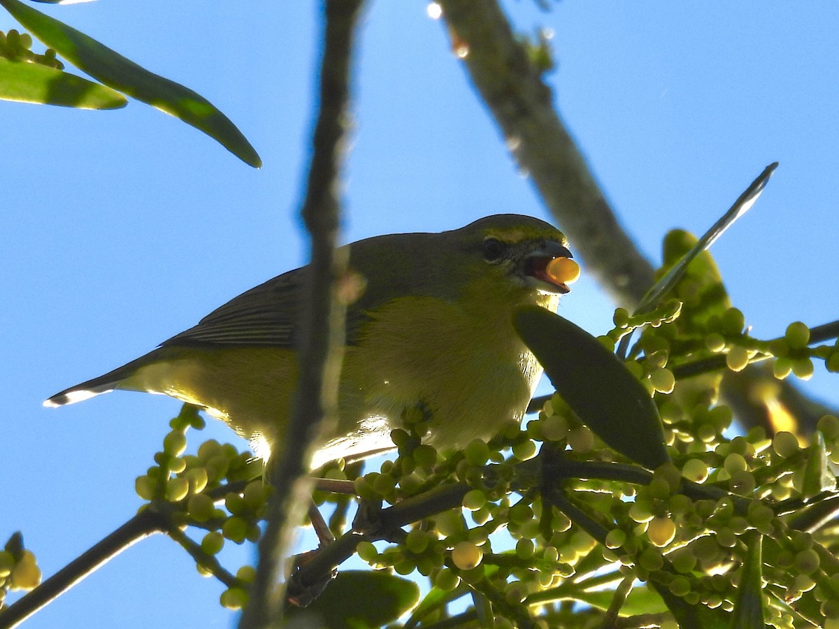 Purple-throated Euphonia - ML638665301