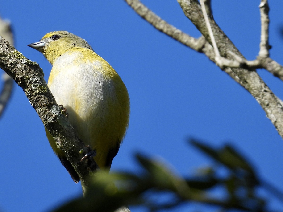 Purple-throated Euphonia - ML638665302