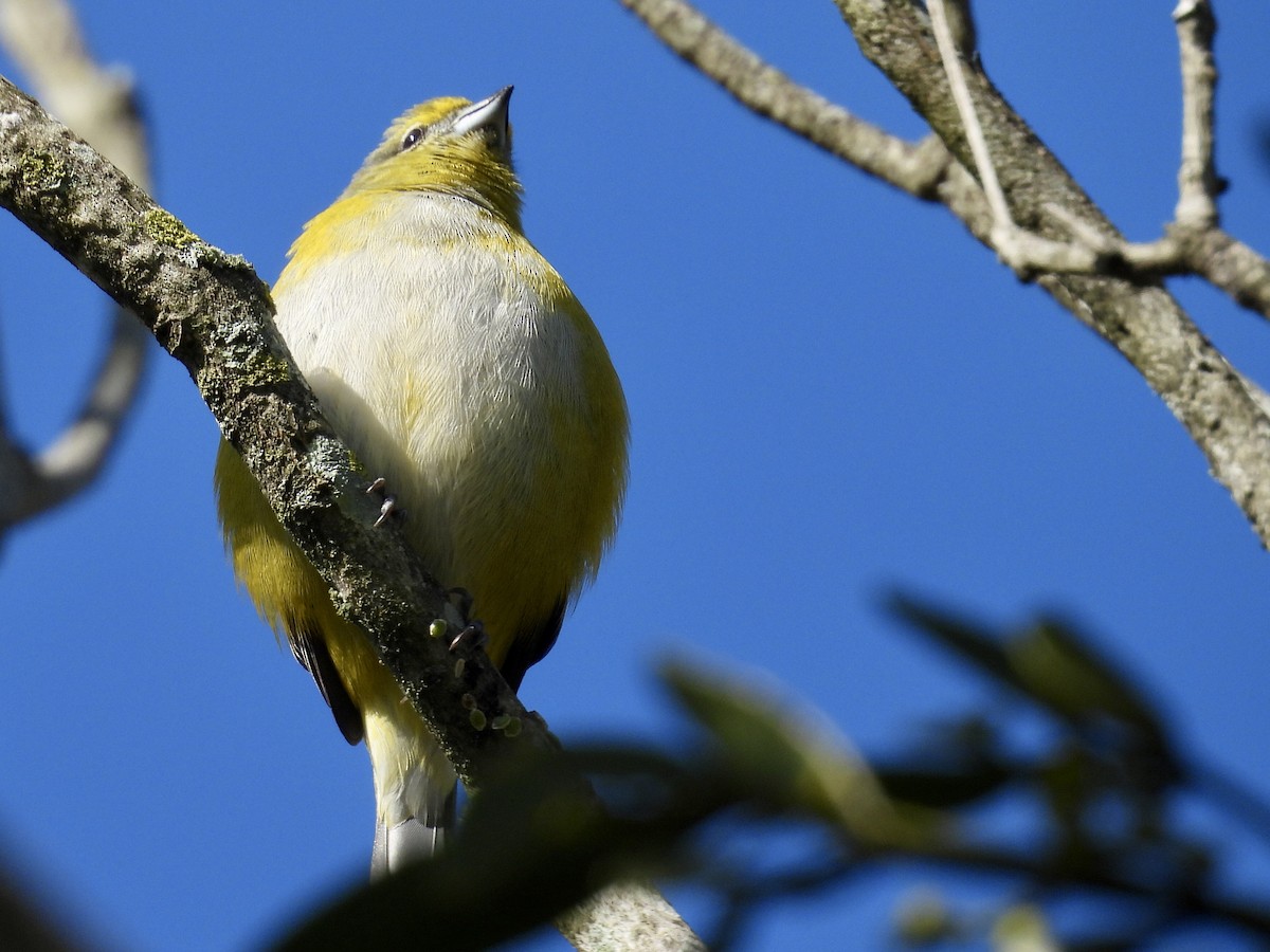 Purple-throated Euphonia - ML638665303