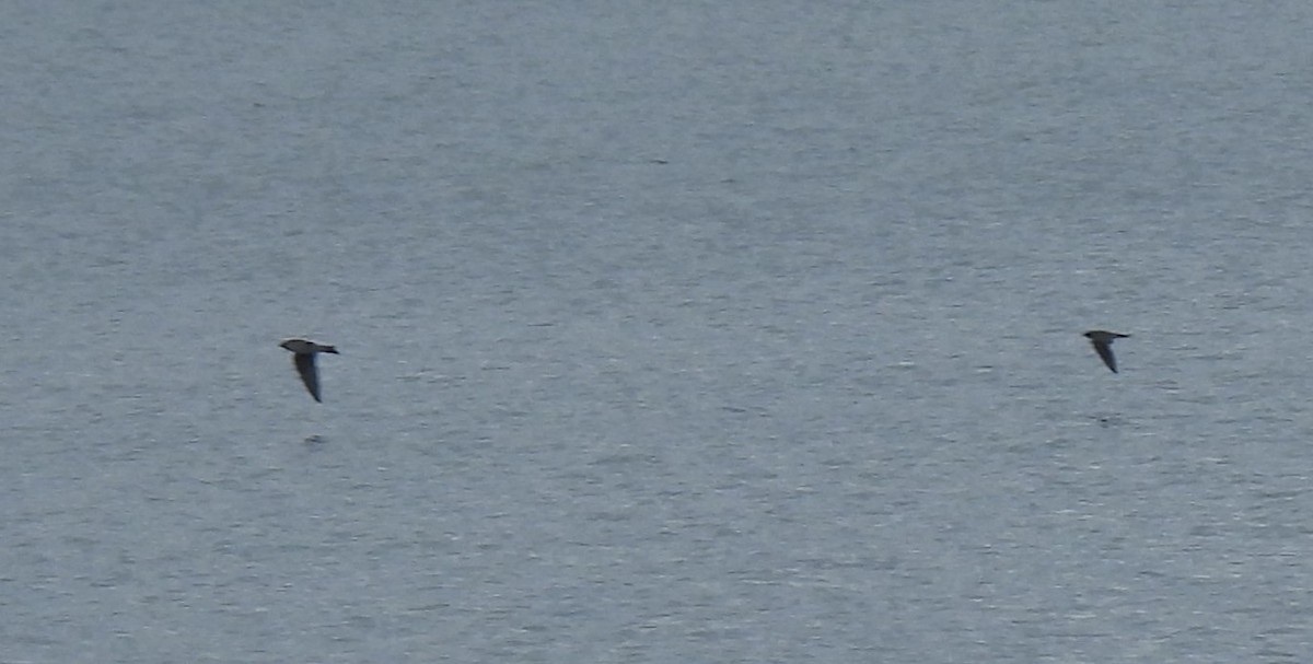 Purple Martin - ML638665305