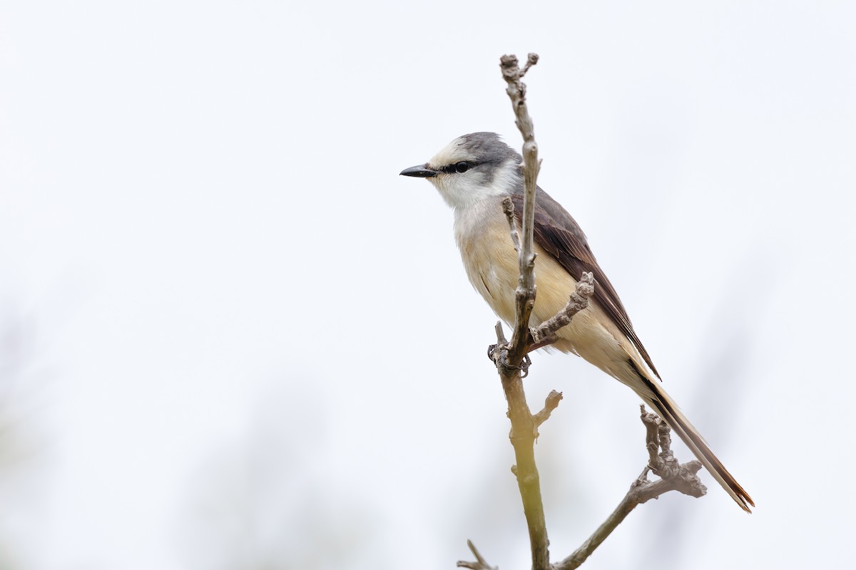 Brown-rumped Minivet - ML638665306