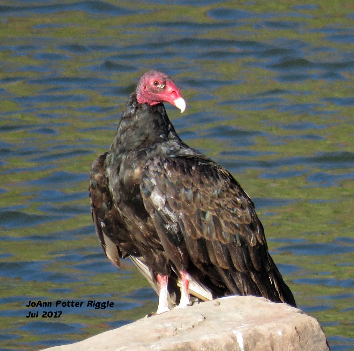 Turkey Vulture - JoAnn Potter Riggle 🦤