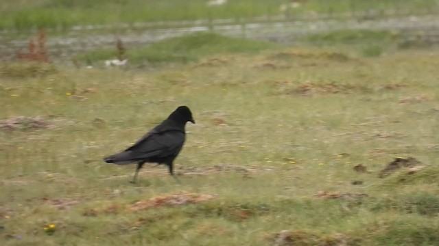 Чёрная ворона (orientalis) - ML638665323