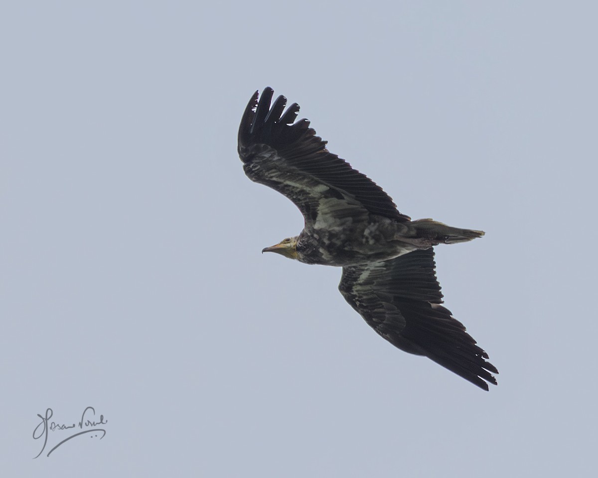 Egyptian Vulture - ML638665331