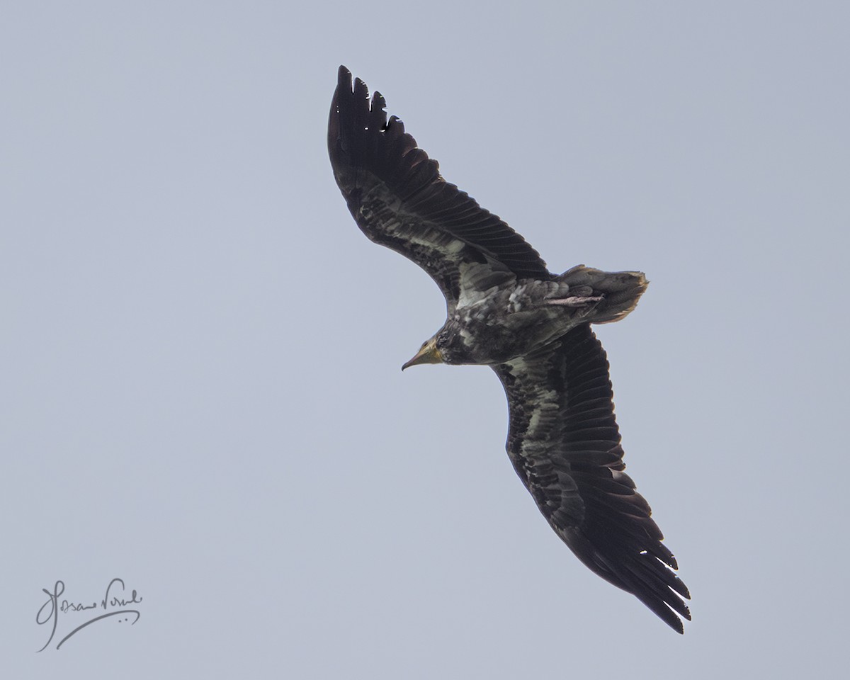 Egyptian Vulture - ML638665381