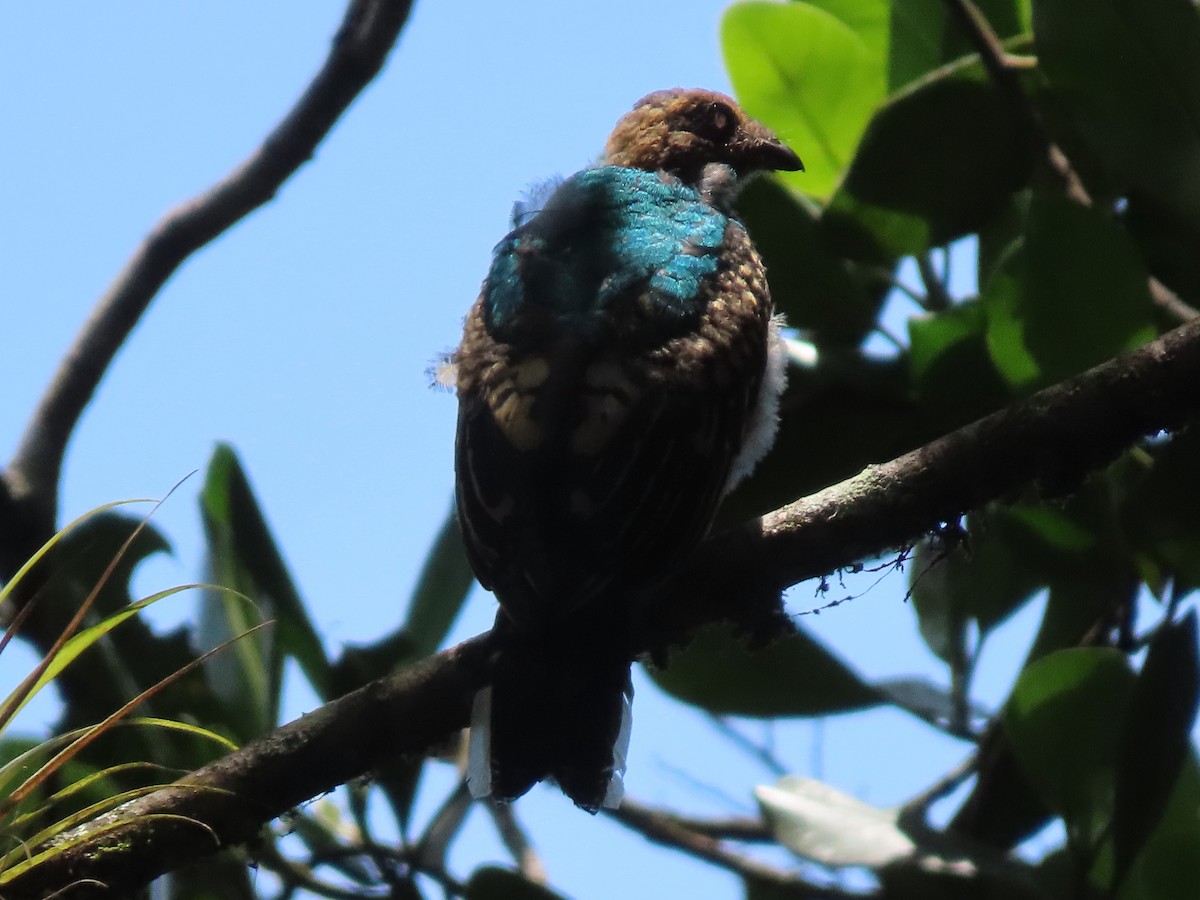 White-tipped Quetzal - ML638665423