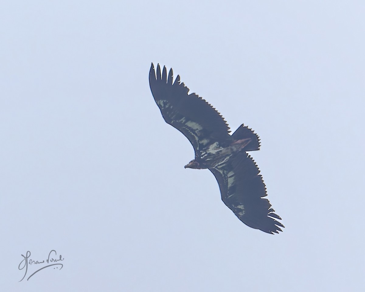 Red-headed Vulture - ML638665428