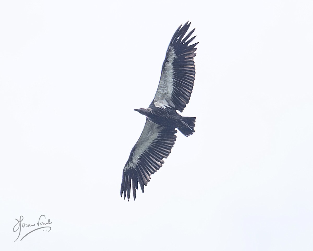 White-rumped Vulture - ML638665437