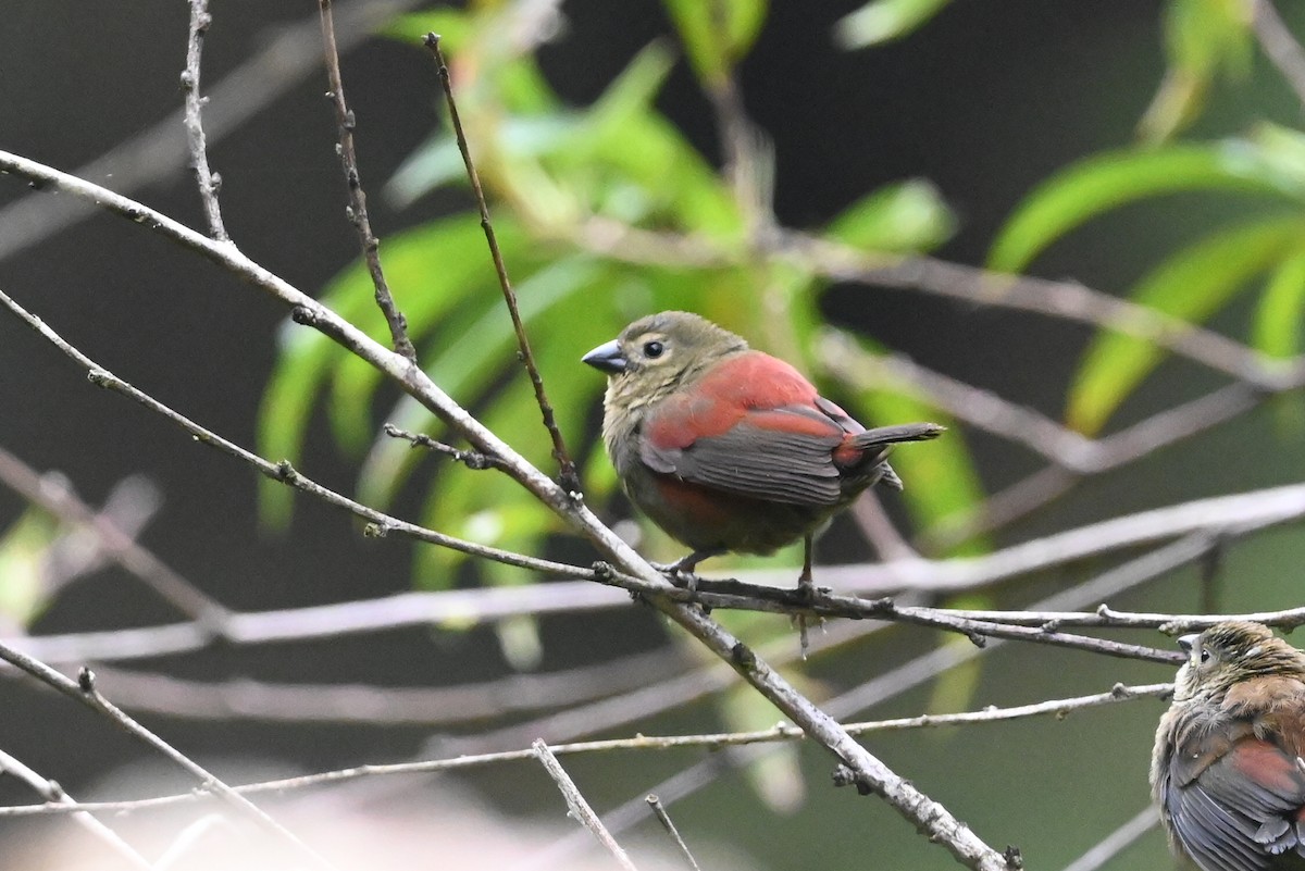 Red-faced Crimsonwing (Eastern) - ML638665455