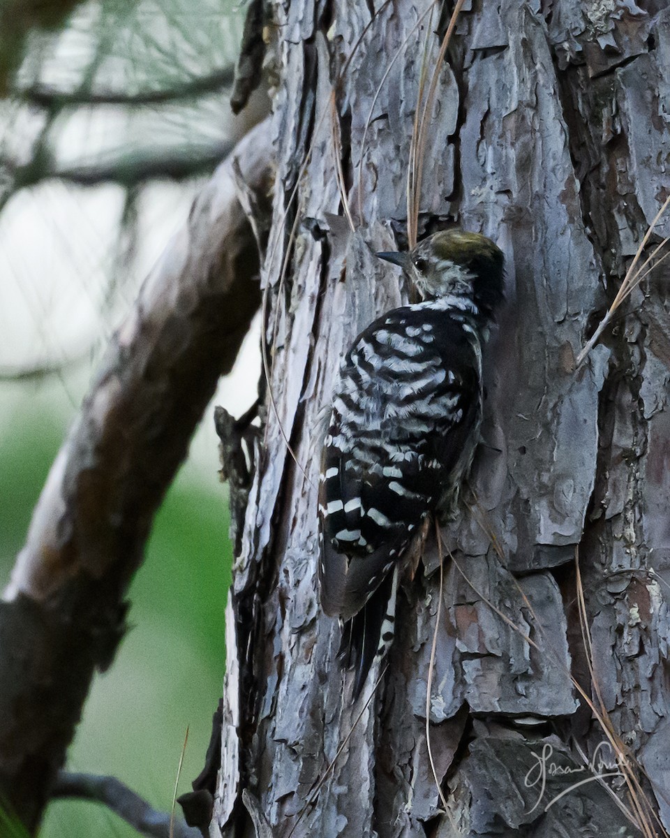 Brown-fronted Woodpecker - ML638665456