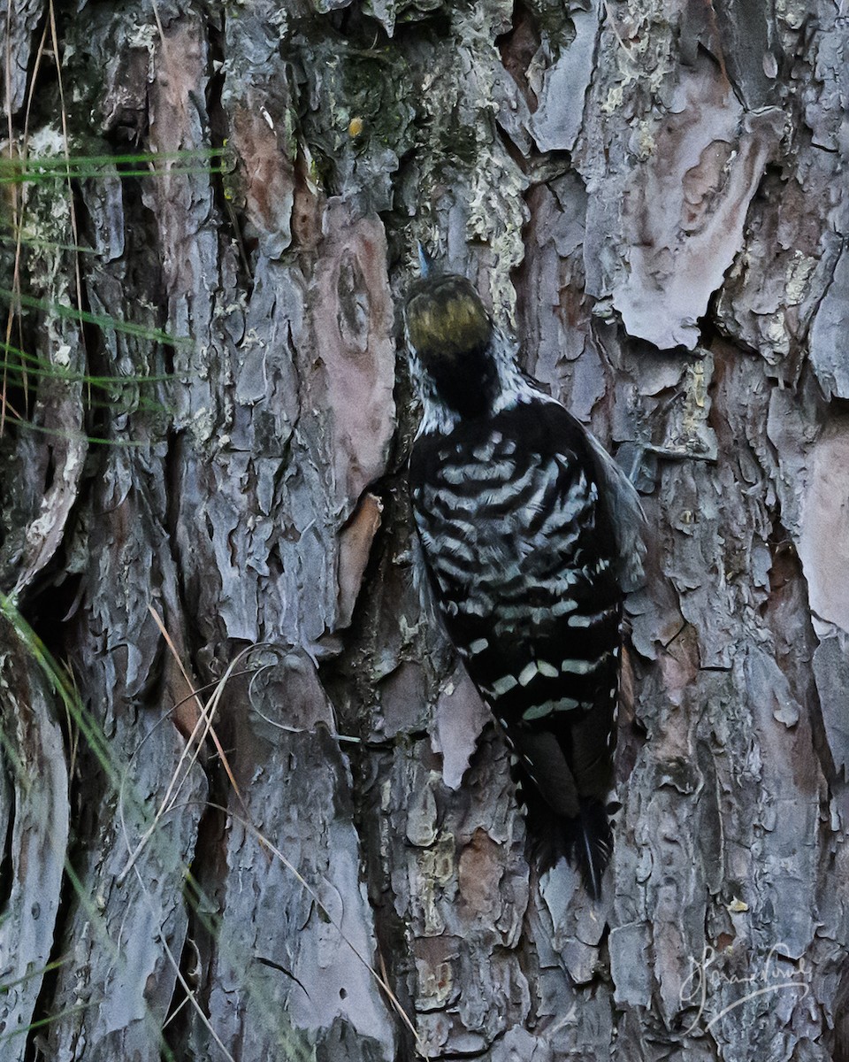 Brown-fronted Woodpecker - ML638665457