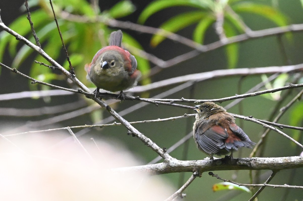 Red-faced Crimsonwing (Eastern) - ML638665458