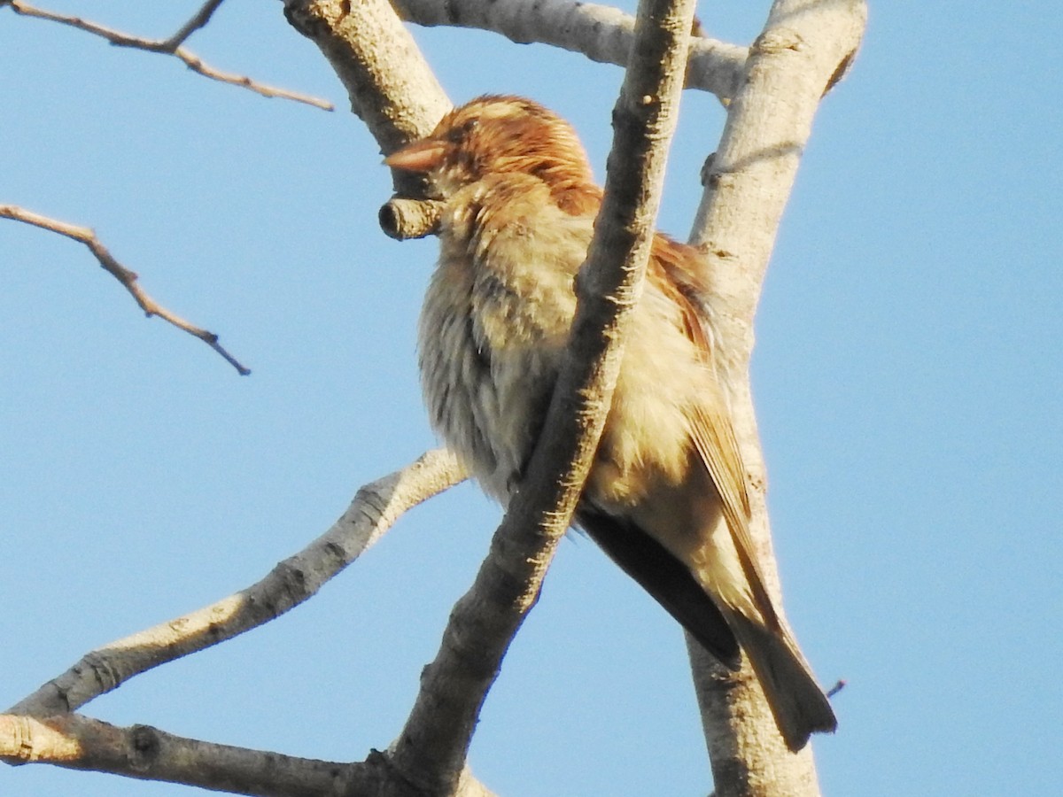 Yellow-throated Bush Sparrow - ML638665460