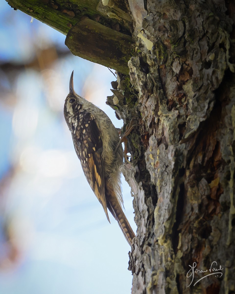 Bar-tailed Treecreeper - ML638665473