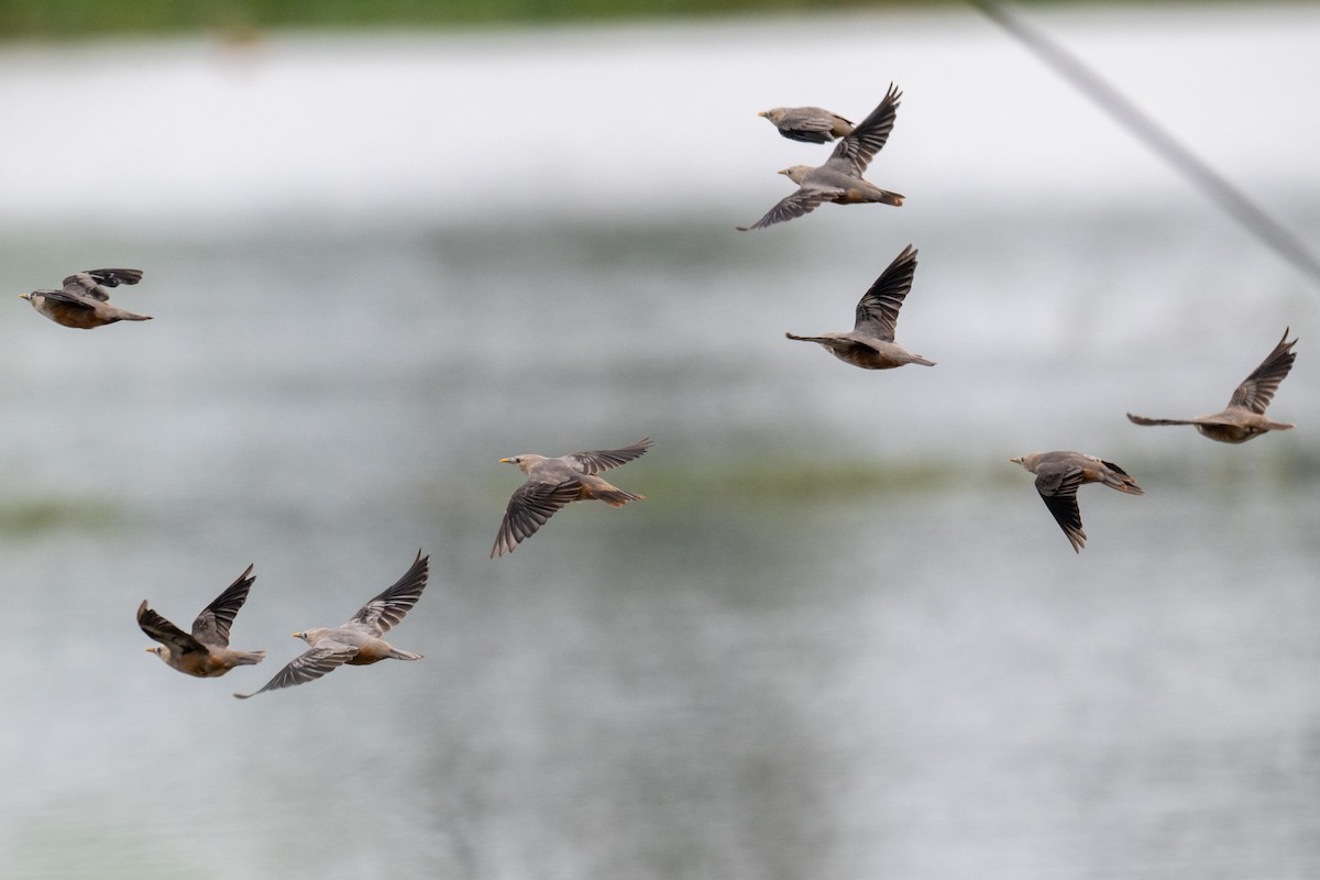 Malabar Starling - ML638665514