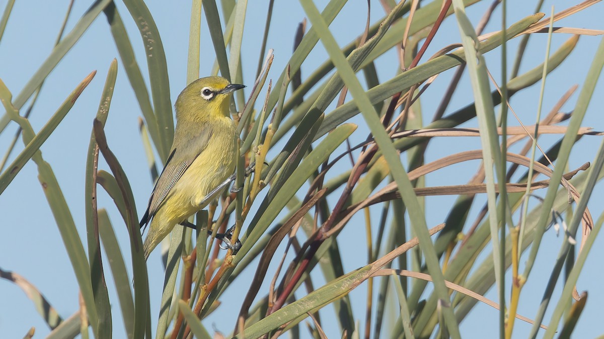 Australian Yellow White-eye - ML638665547